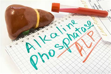 Understanding Alkaline Phosphatase