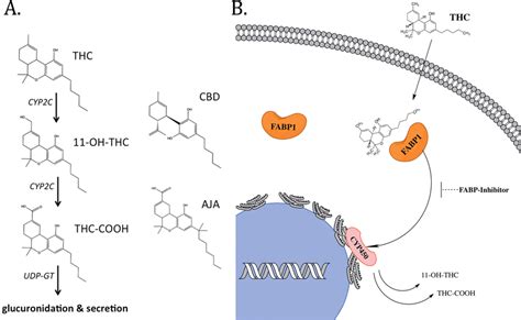 Understanding THC Metabolism