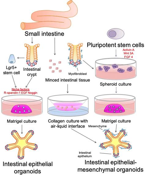 Using the Cells Method