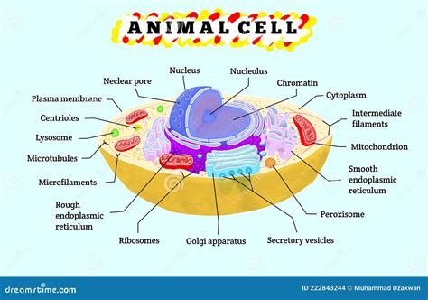 Using the Cell's Name