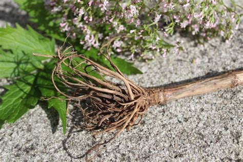 Valerian Root For Sciatica