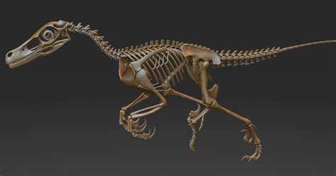 Velociraptor Skeleton