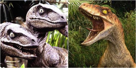 Velociraptor Social Behavior