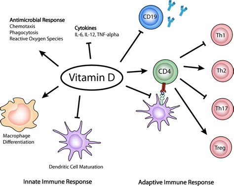 Vitamin D3 and Immune System Regulation