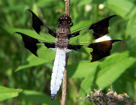 Image of the White Dragon with a Dragonfly