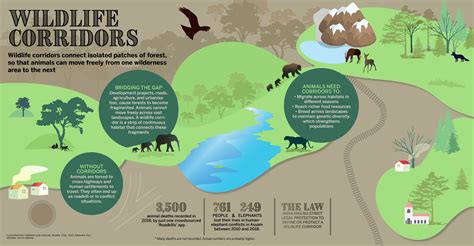 Wildlife Corridors Other Related Keywords