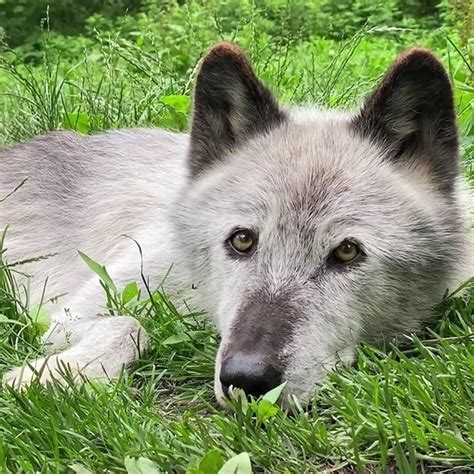 Conservationists working to protect wolf habitats