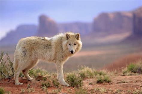 Habitat restoration efforts for the A14 Wild Wolf