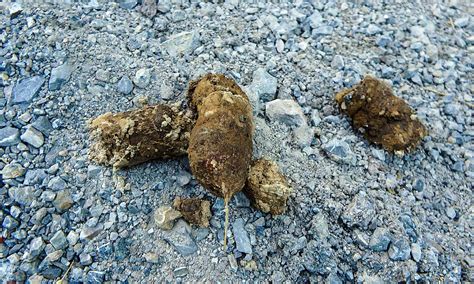 A14 Wild Wolf scat in the forest