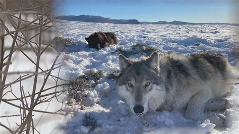 A tracker following wolf tracks in the forest