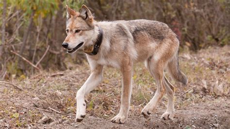 A tracker following wolf tracks in the forest