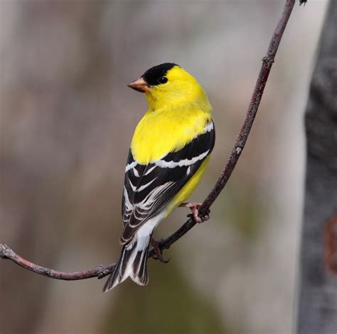 A yellow bird perched on a branch