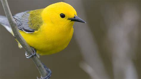 A yellow bird perched on a branch