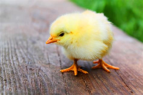 A yellow bird chick