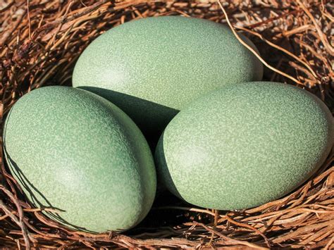 Yellow bird eggs in a nest