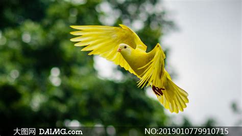 A yellow bird in flight