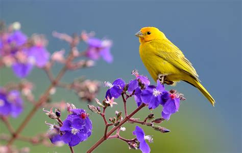 A yellow bird perched on a branch in a forest