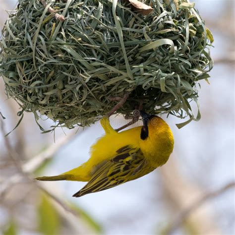 A yellow bird's nest