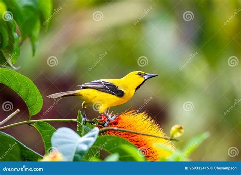 A yellow bird perched on a branch