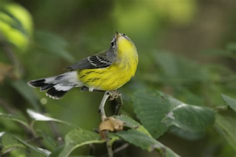 A yellow bird perched on a tree