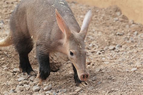 Aardvark: a type of mammal