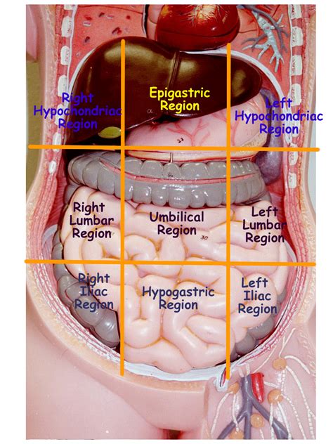 Abdomen Anatomy