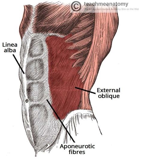 Abdominal Wall Muscle Diagram Gallery