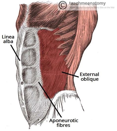 Abdominal Wall Muscle Diagram Reference