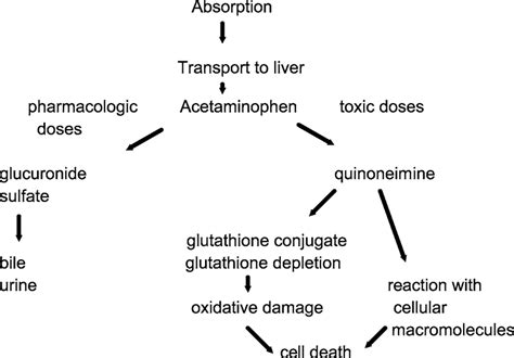 Description of Acetaminophen Mechanism