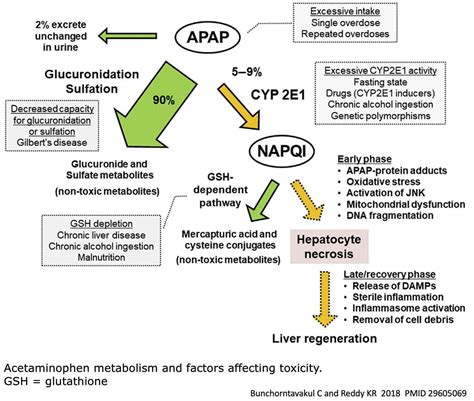 Acetaminophen mechanism