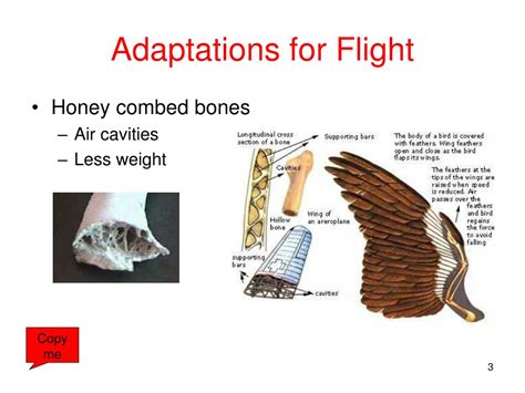 Adaptations of wing bones for flight