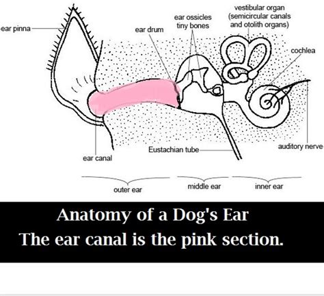 Advanced Dog Ear Template with Ear Canal Map Printable