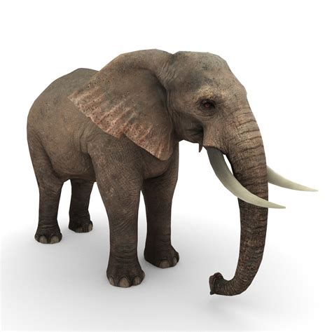 African elephant 3D model