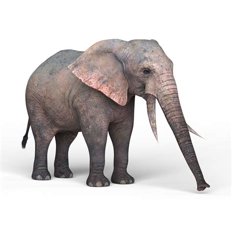 African elephant 3D prints