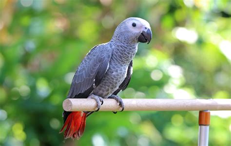 African Grey Parrot perched on a branch