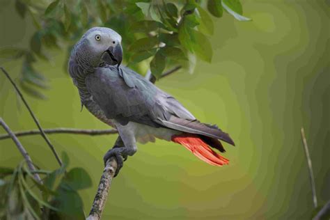 African Grey Parrot enjoying a sunny day