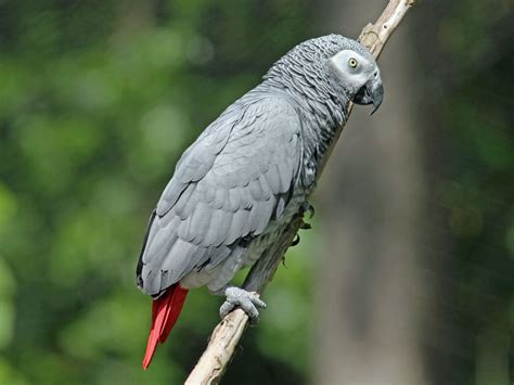 African Grey Parrot receiving a treat