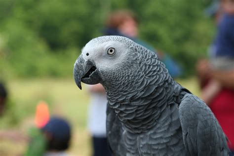 African Grey Parrot interacting with its owner