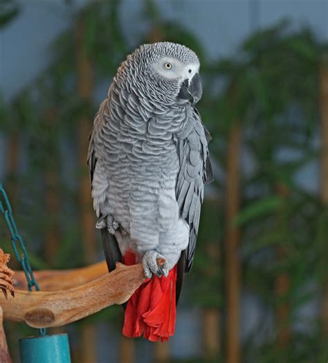 African Grey Parrot playing with a puzzle toy