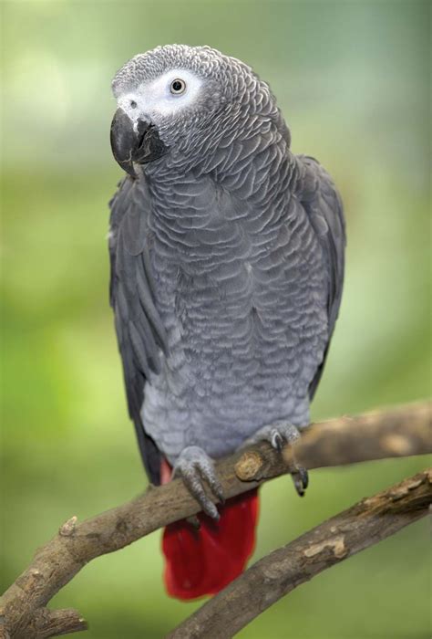 African Grey Parrot receiving a veterinary check-up