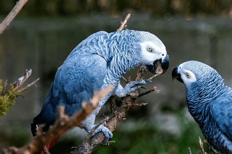 African Grey Parrot interacting with its owner