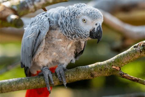 African Grey Parrot perched on a branch