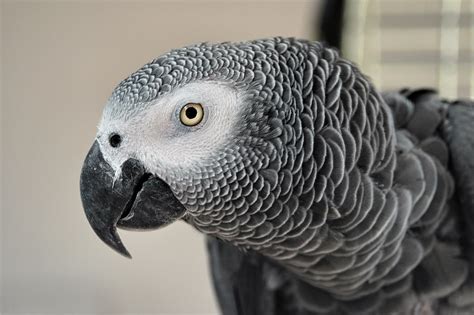 African Grey Parrot perched on a branch