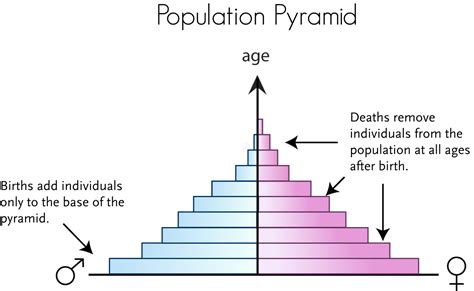 Age Pyramid Chart Example