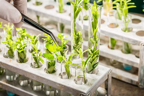 Agricultural biotechnology laboratory