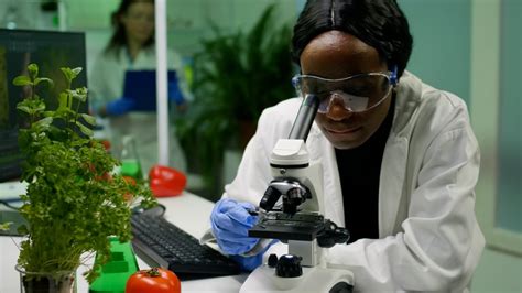 Agricultural research scientist conducting field research