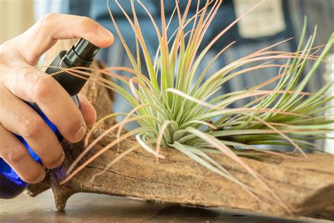 Air Plant Care Tips