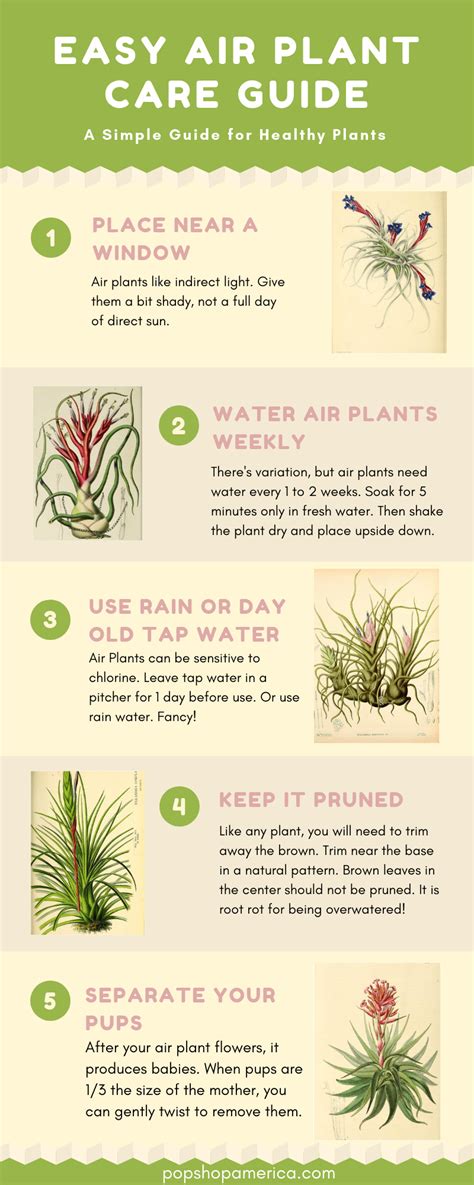 Air Plant Care Calendar