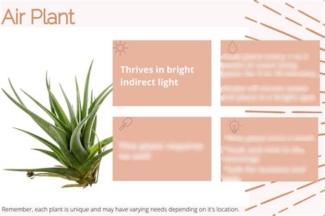 Printable Air Plant Care Card