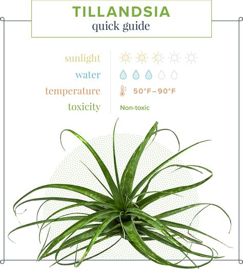 Air Plant Care Reminders